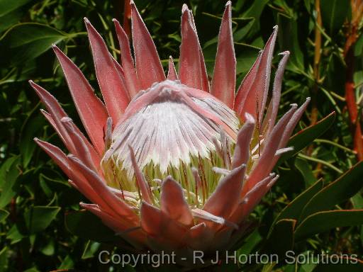 Protea King 